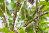 Finschs Pygmy Parrot (Micropsitta finschii nanina)