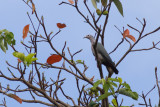 Island Imperial Pigeon (Ducula p. pistrinaria)