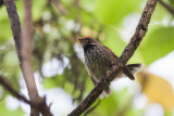 Rufous Fantail (Rhipidura rufifrons ugiensis)