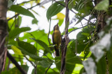 Oriole Whistler (Pachycephala orioloides christophori)