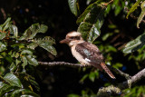 Laughing Kookaburra (Dacelo novaeguineae)