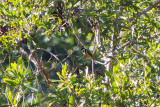 Eastern Spinebill (Acanthorhynchus tenuirostris)