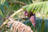 Lewins Honeyeater (Meliphaga lewinii)