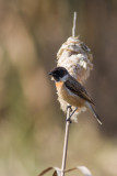 Siberian Stonechat (Saxicola maurus)