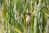 Paddyfield Warbler (Acrocephalus agricola)