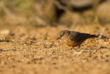Rufous-tailed Lark (Ammomanes phoenicura)