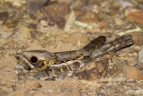 Indian Nightjar (Caprimulgus asiaticus)