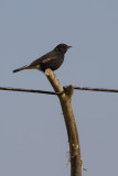 Variable Wheatear (Oenanthe picata)