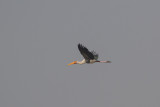 Painted Stork (Mycteria leucocephala)