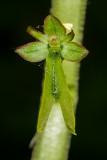Common Twayblade (Neottia ovata)