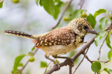 African Barbets & Tinkerbirds