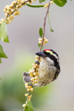 Red-fronted Barbet (Tricholaema diademata)