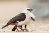 White-headed Buffalo Weaver (Dinemellia dinemelli)