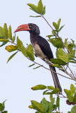 Crowned Hornbill (Tockus alboterminatus)