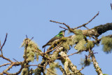 Banded Green Sunbird (Anthreptes rubritorques)