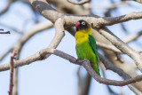 Yellow-collared Lovebird (Agapornis personatus)