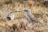 Rufous-tailed Weaver (Histurgops ruficauda)