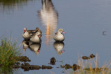 Cape Teal (Anas capensis)