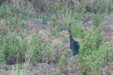 Green Peafowl (Pavo muticus imperator)