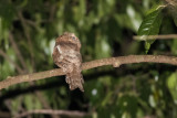Blyths Frogmouth (Batrachostomus affinis continentalis)