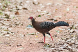 Siamese Fireback (Lophura diardi)