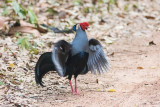 Siamese Fireback (Lophura diardi)