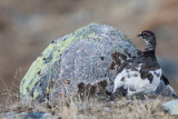 Rock Ptarmigan (Lagopus muta)