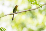Bhms Bee-eater (Merops boehmi)