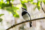 Dark Batis (Batis crypta)