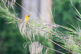 Eastern Golden Weaver (Ploceus subaureus)