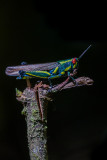 Grasshopper (Phymateus sp.)