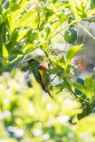 Moreaus Sunbird (Cinnyris moreaui)