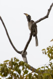 Pale-billed Hornbill (Lophoceros pallidirostris)