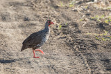 Red-necked Spurfowl (Pternistis afer)