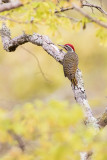Speckle-throated Woodpecker (Campethera scriptoricauda)