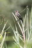 Cape Wagtail (Motacilla capensis)