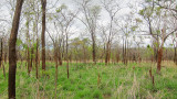 Miombo woodland