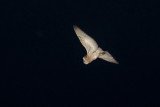 African Grass Owl (Tyto capensis)