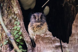 Owlet-nightjars