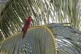 Cardinal Lory (Pseudeos cardinalis)