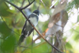 Northern Fantail (Rhipidura rufiventris gigantea)