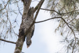 Papuan Frogmouth