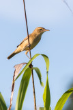Australian Reed Warbler (Acrocephalus australis sumbae)