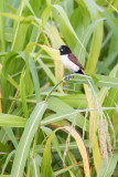 Hooded Mannikin (Lonchura spectabilis)