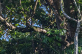 White-mantled Kingfisher (Todiramphus albonotatus)