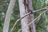 Mangrove Robin (Peneoenanthe pulverulenta)