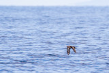 Heinroths Shearwater (Puffinus heinrothi)