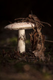 Amanita rubescens - Parelamaniet - Blusher