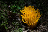 Calocera viscosa - Kleverig koraalzwammetje - Yellow Stagshorn