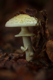 Amanita citrina - Gele Knolamaniet - False Deathcap